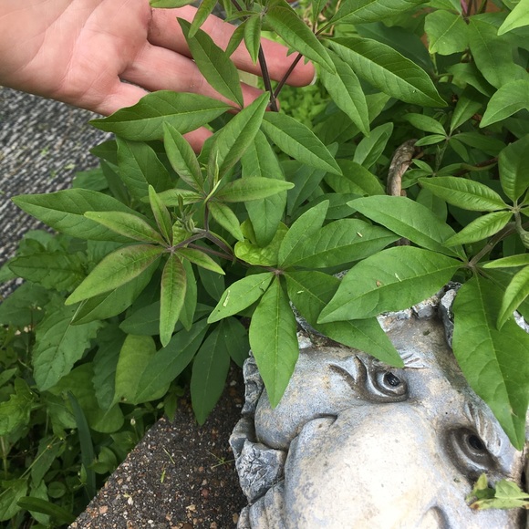 (1) 10-12 inch Texas Lilac tree sapling live plant - rooted - Picture 7 of 7